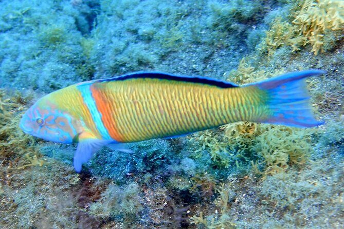 Small Group Snorkeling in Abades Bay with Licensed Guide - Practical Details