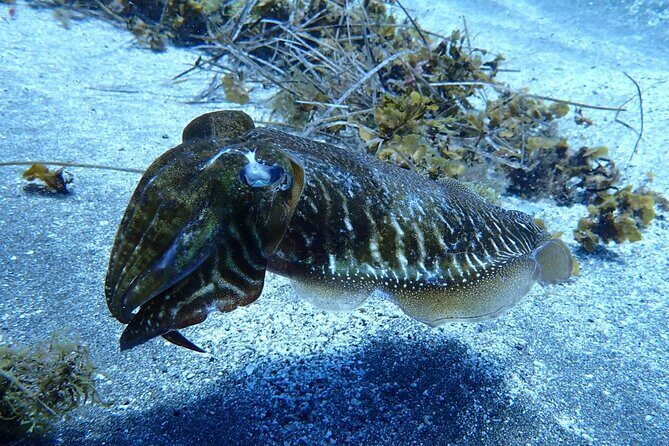 Small Group Snorkeling in Abades Bay with Licensed Guide - The Sum Up: Who Will Love This Experience?