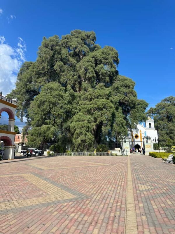 Small group tour: Hierve el Agua, Mezcal, Textiles, and the Tule tree - The Sum Up