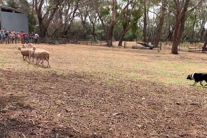 Small Group Tour of 2-7pax in Phillip Island & Churchill Island - Authentic Traveler Perspectives
