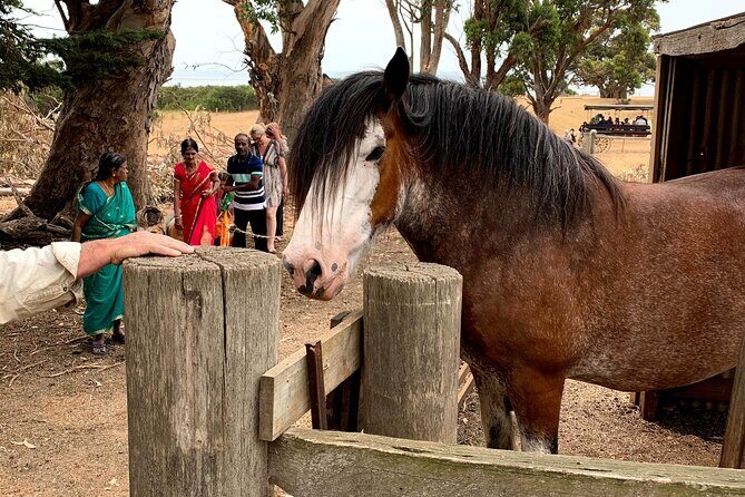 Small Group Tour of 2-7pax in Phillip Island & Churchill Island - The Sum Up