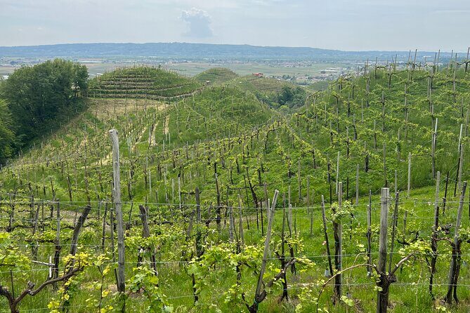 Small Group Tour with Prosecco Wine Tasting from Venice - Key Points