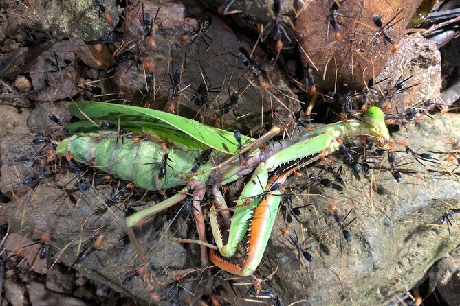 Small-Group Trekking Experience in Daintree National Park - Cancellation and Flexibility