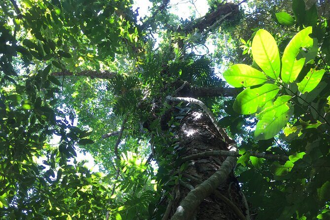 Small-Group Trekking Experience in Daintree National Park - FAQ