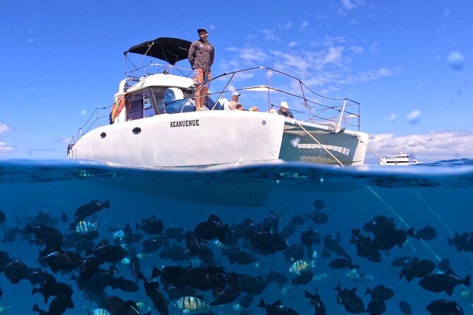 Small Group Turtle Canyon Snorkel in Waikiki - Good To Know