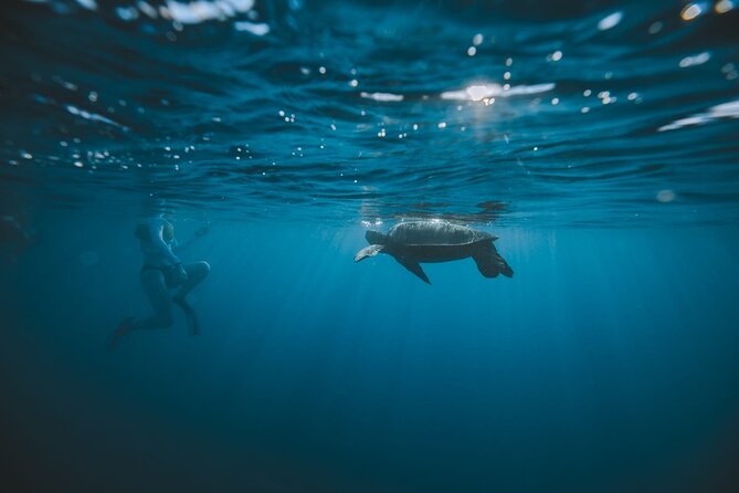 Small Group Turtle Canyon Snorkel in Waikiki - Snorkeling Equipment and Instruction