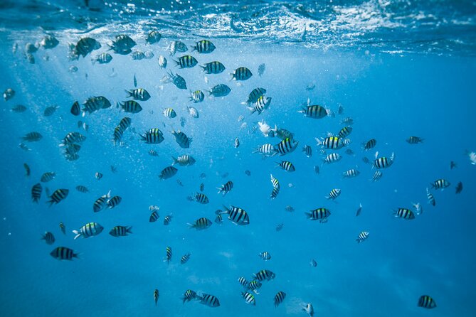 Small Group Turtle Canyon Snorkel in Waikiki - Amenities and Comforts on Board