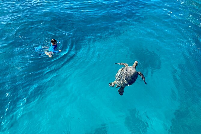 Small Group Turtle Canyon Snorkel in Waikiki - Getting to the Meeting Point