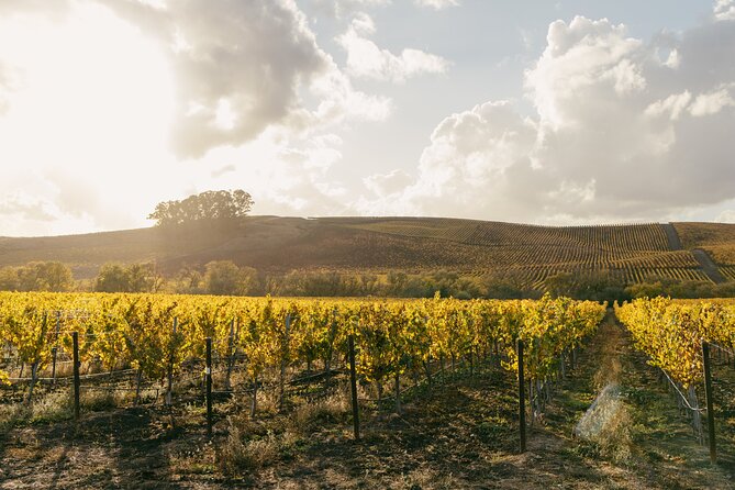 Small Group: Ultimate Napa & Sonoma Wine Tour From San Francisco - Practical Information