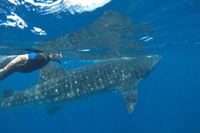 Small-Group Whale Shark and Snorkeling Tour from Cancun - Final Thoughts