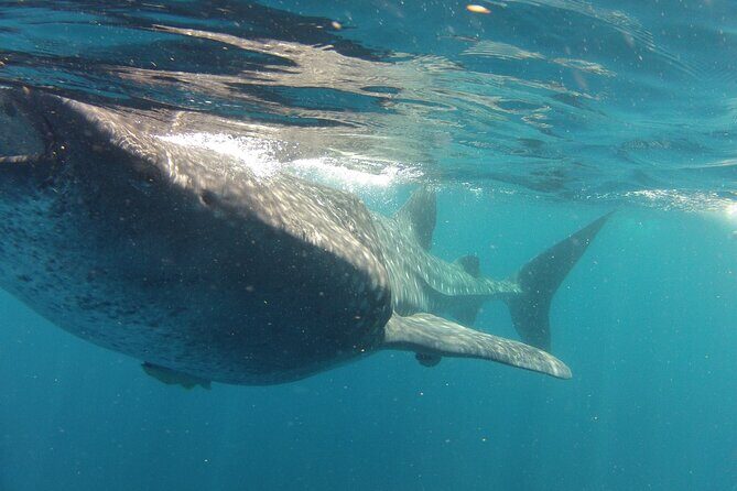 Small-Group Whale Shark and Snorkeling Tour from Cancun - FAQ