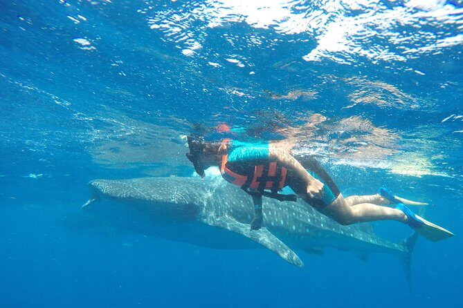 Small Group Whale Shark Encounter - 10 years in business - What to Expect from the Tour