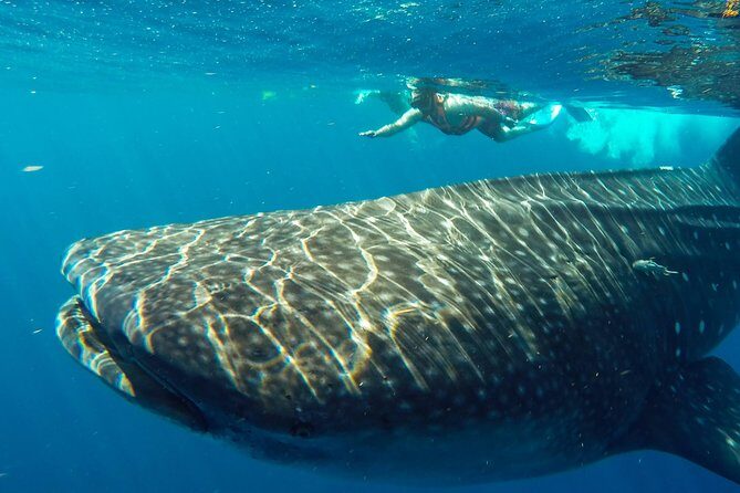 Small Group Whale Shark Encounter - 10 years in business - Who Should Consider This Tour?