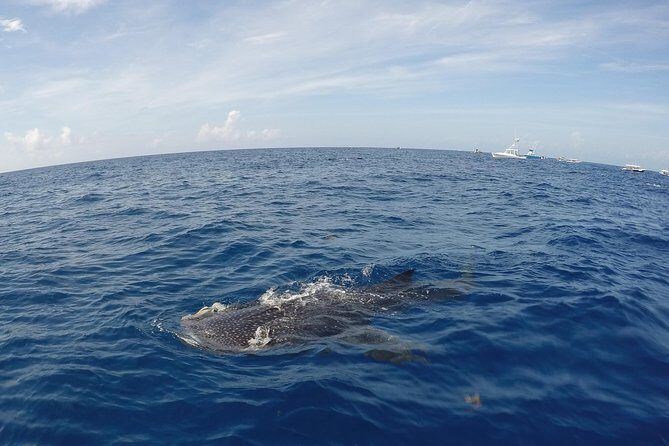Small Group Whale Shark Encounter - 10 years in business - The Sum Up