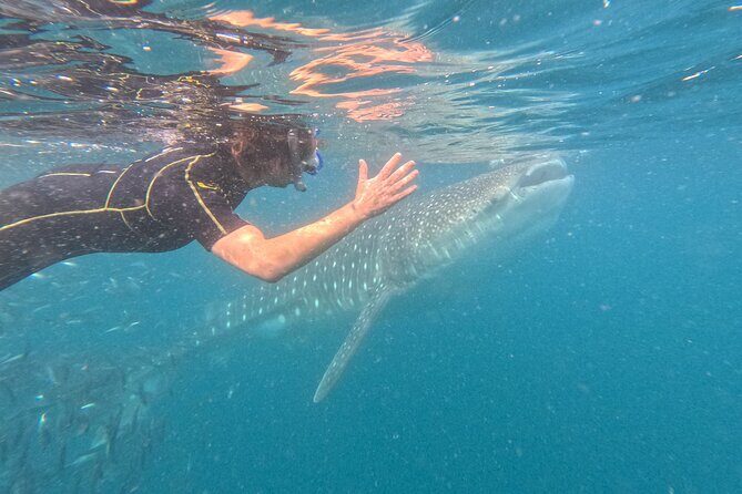 Small group whale shark experiences in La Paz - Key Points