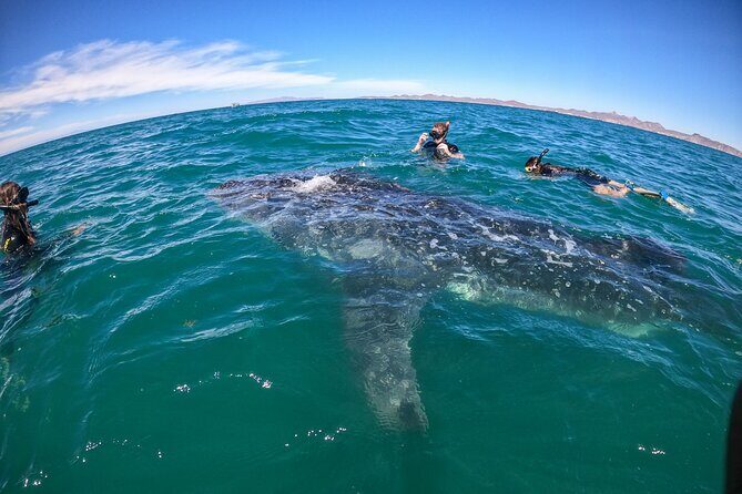 Small group whale shark experiences in La Paz - Experience Overview and What to Expect