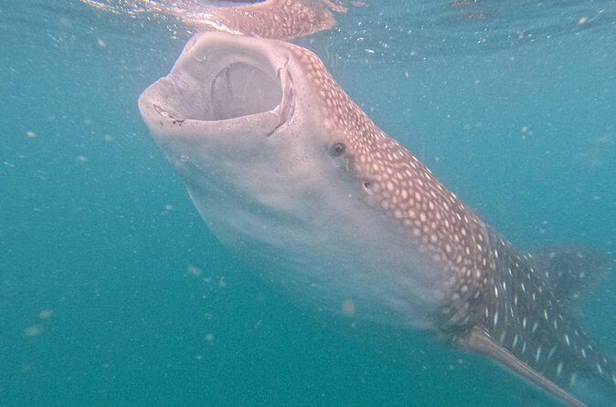 Small group whale shark experiences in La Paz - Who Is This Tour Best For?