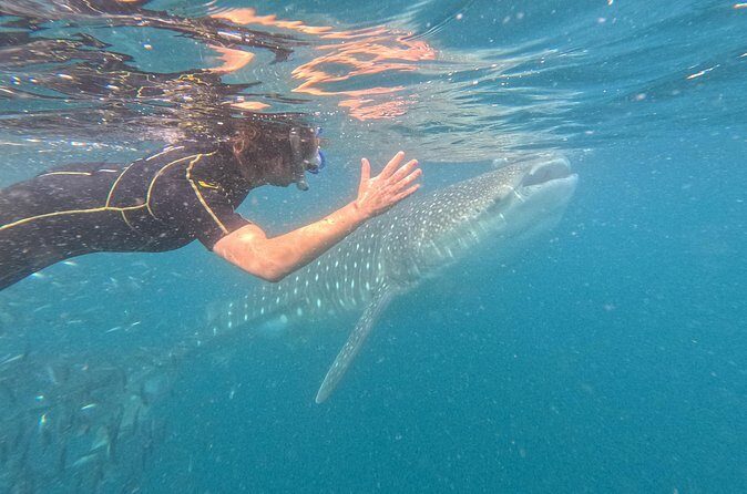 Small group whale shark experiences in La Paz - Final Thoughts