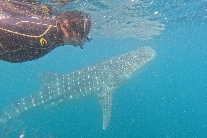 Small group whale shark experiences in La Paz - FAQ