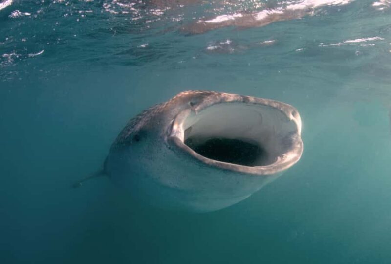 Small group Whale Shark snorkeling in La Paz, BCS, Mexico - An Honest Look at the Experience