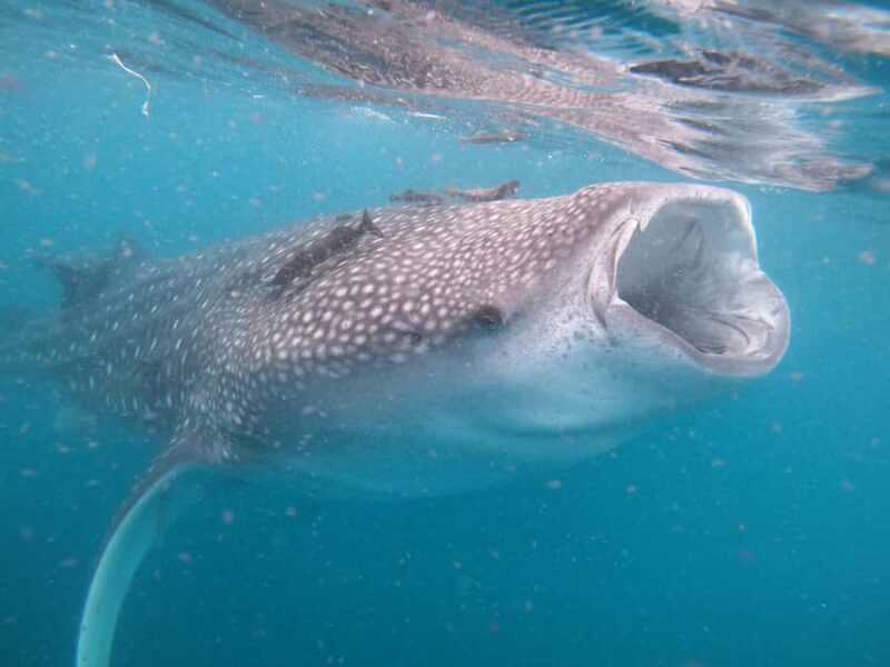 Small group Whale Shark snorkeling in La Paz, BCS, Mexico - Practical Information and Tips