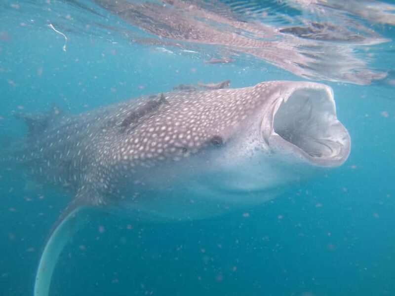 Small group Whale Shark snorkeling in La Paz, BCS, Mexico - FAQ
