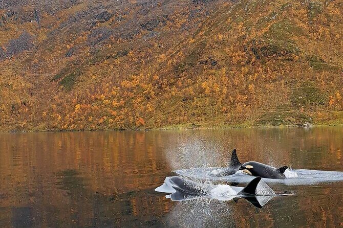 Small group Whale watching - Frequently Asked Questions (FAQ)