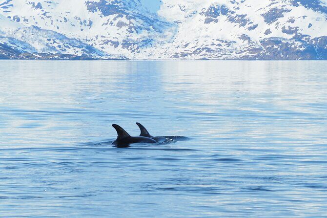 Small group Whale watching - Final Word