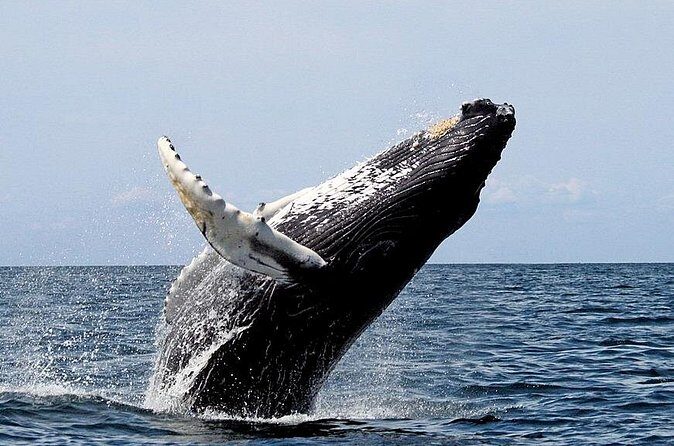 Small-Group Whale Watching in Baja Mexico - The Value of the Experience  