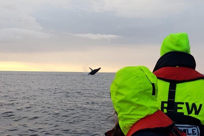 Small-group Whale Watching in the Midnight Sun from Reykjavík - The Experience: A Close-Up of Iceland’s Marine Life and Stunning Views