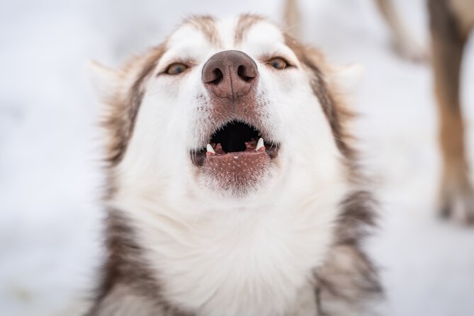 Small-Group Wilderness Husky Sledding 2h Away From Tromsø - Post-Tour Warm Drinks