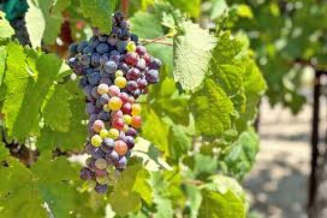 Small Group Wine Tour to Temecula from Los Angeles - FAQ