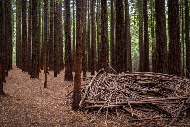 Small Group Yarra Valley: Redwoods Forest & Premium Wine Tour - Key Points