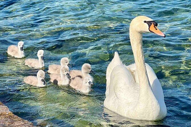 Small Group Zurich Walking Tour, Cruise and LINDT Factory - The Sum Up