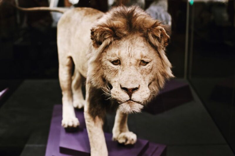 Smithsonian Natural History Museum Tour Semi-Private 8ppl - Final Recommendation