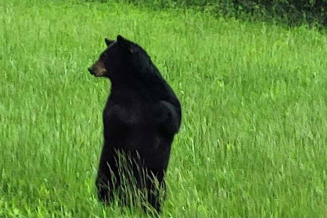 Smoky Mtn Cades Cove, RR/Logging Museum-Foothills Pky Spring Tour - Traveler Reviews