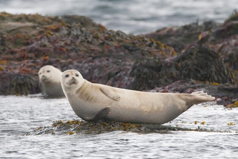 Snaefellsnes Peninsula Adventure: Small Group from Reykjavik - The Sum Up