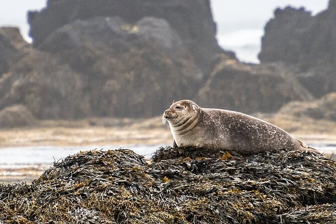 Snaefellsnes Peninsula Full Day Tour From Reykjavik - Pickup Information