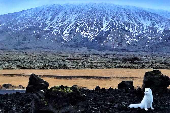 Snaefellsnes Peninsula Full Day Tour From Reykjavik - Additional Tour Information