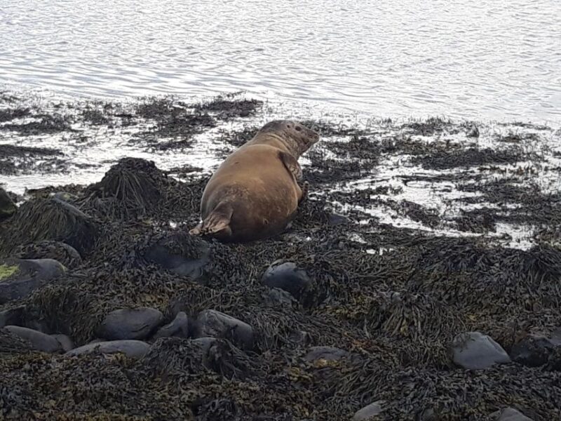 Snaefellsnes Peninsula Private Tour From Reykjavik - Itinerary Highlights