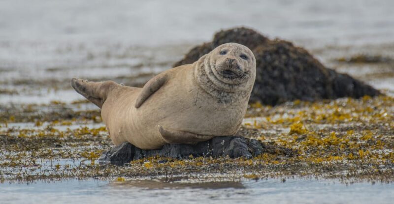 Snæfellsnes peninsula: Small Group tour by van - A Practical Guide to the Snæfellsnes Peninsula Small Group Tour