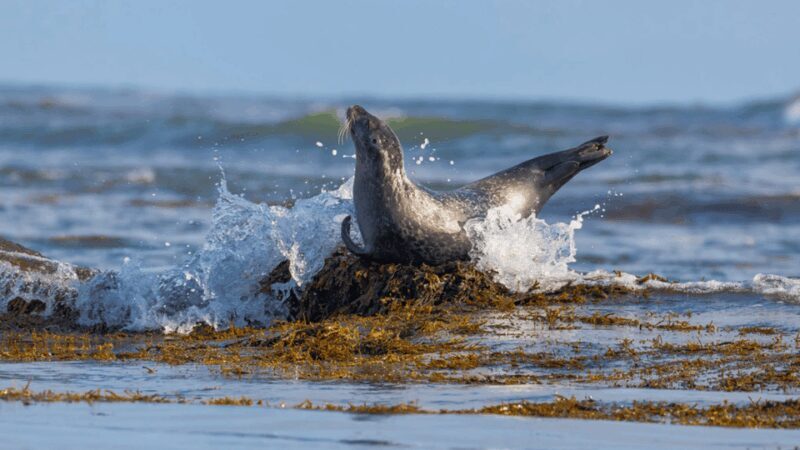 Snaefellsnes Peninsula Wonders: Private tour from Reykjavik - The Experience: What It Feels Like