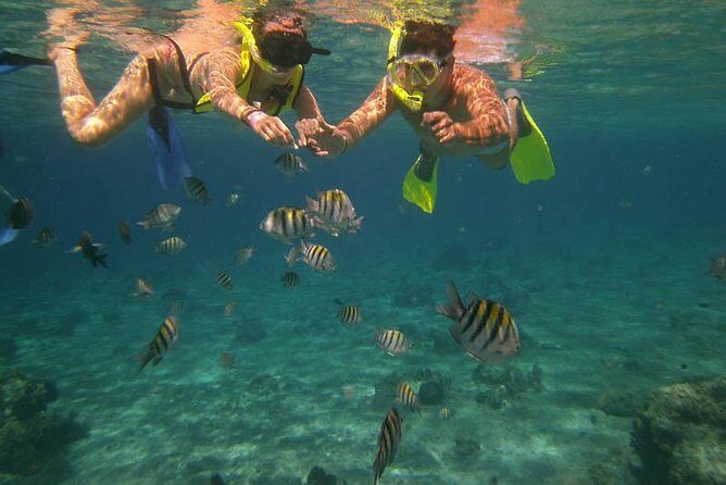 Snorkel Adventure at Cozumel! Transportation from Cancun & Playa Del Carmen - Key Points