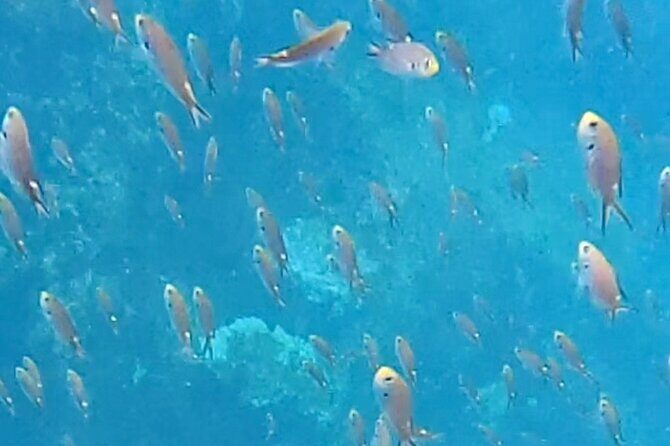 Snorkel Adventure in Marietas Islands or Punta Mita Reefs - Practical Tips for Participants