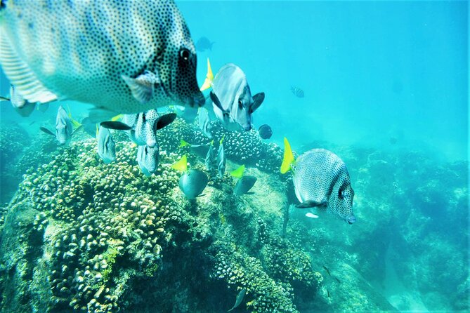Snorkel Adventure Through the Sea of Cortez - Participant Requirements