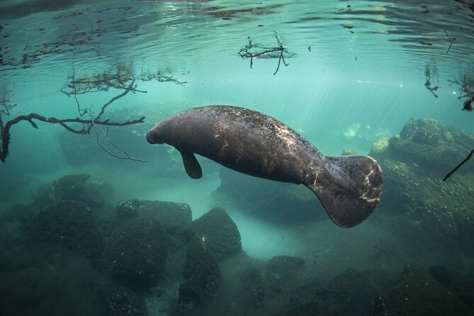 Snorkel Adventure Tour From Tulum - Small Group - All Inclusive - Meeting Information