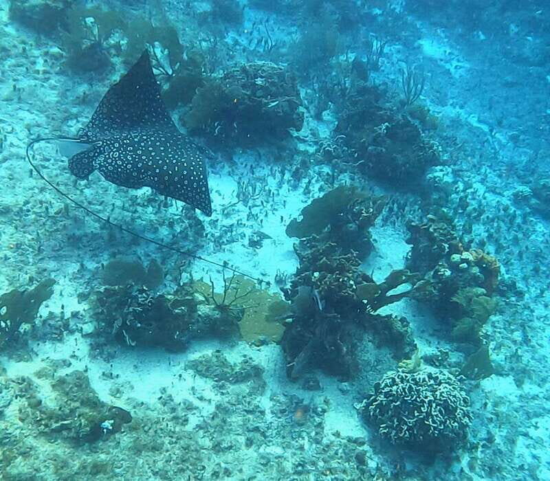 Snorkel along the coast with Chivis Del Mar. - Authentic experiences and genuine value