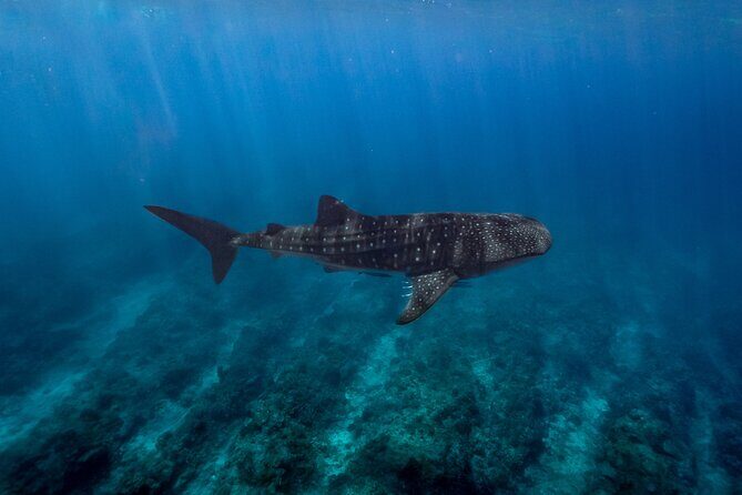 Snorkel and Swimming with Whale Shark in Cancun - The Overall Experience