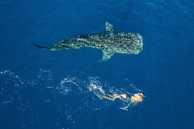 Snorkel and Swimming with Whale Shark in Cancun - Who Will Love This Tour?