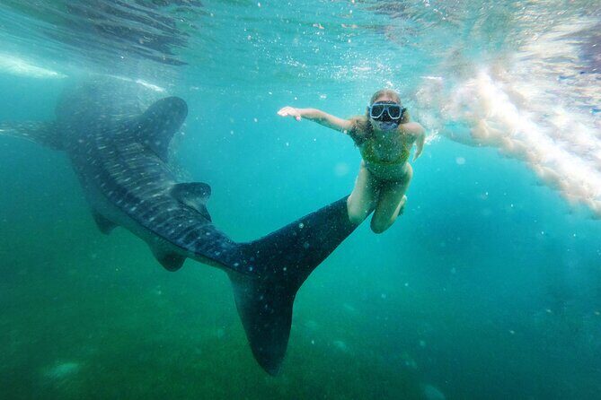 Snorkel and Swimming with Whale Shark in Cancun - FAQs